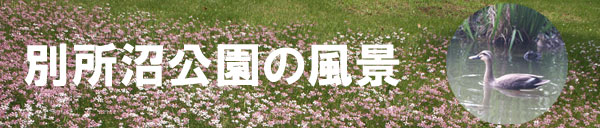�ʏ��������̕��i