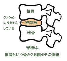 椎骨と椎間板