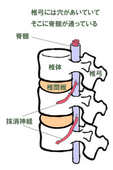 背骨にはタテに穴があいて脊髄が通っている