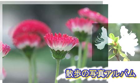 散歩の写真アルバム