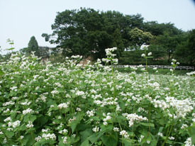 蕎麦