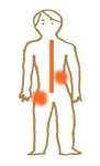 脊椎や筋肉の異常による腰痛